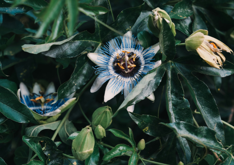 Six Otherworldly Plants to Spot in the Peruvian Amazon | Aqua